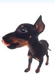 pic for Manchester Terrier